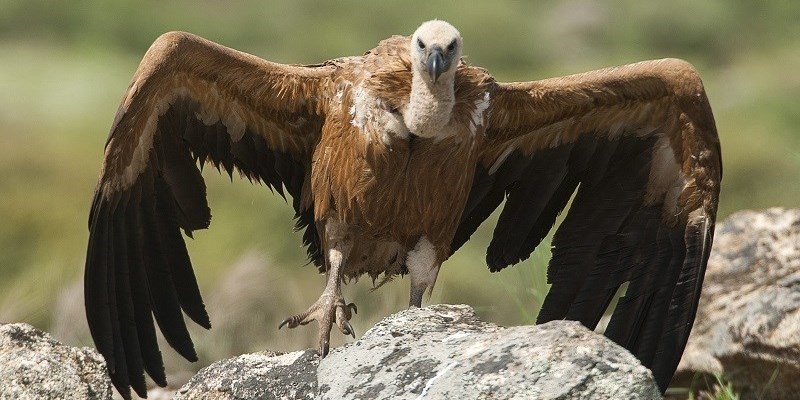 Il grifone è tornato a volare