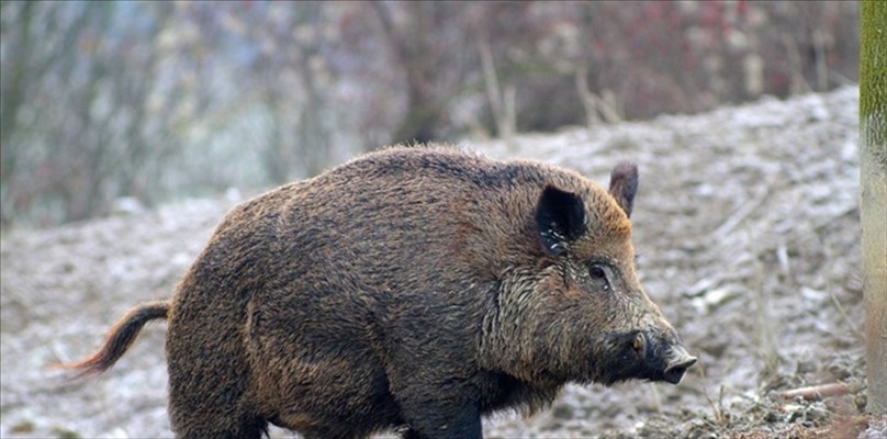 Il cinghiale