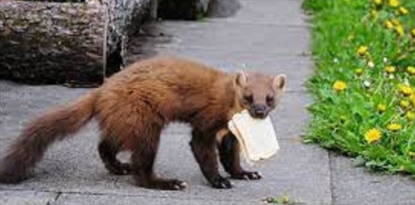 Parchi: torna la martora nei Monti Sibillini