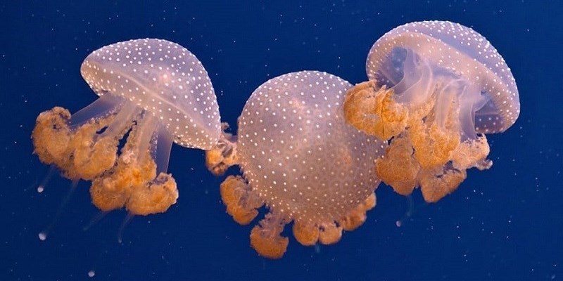 Le meduse pungono
