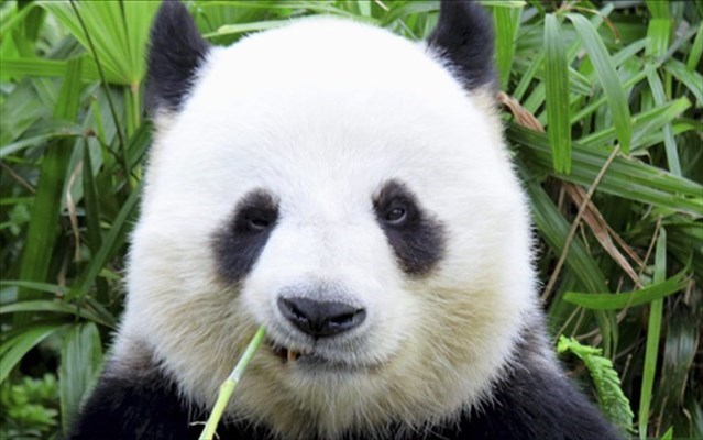 Il panda è salvo
