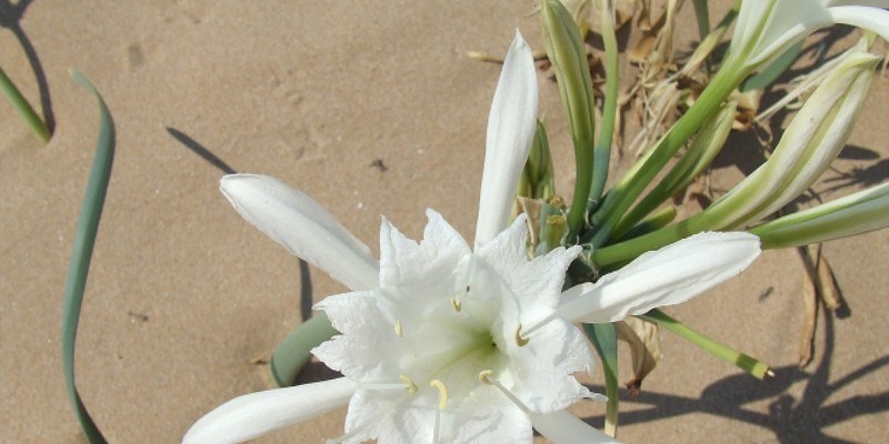 Il Giglio Marino