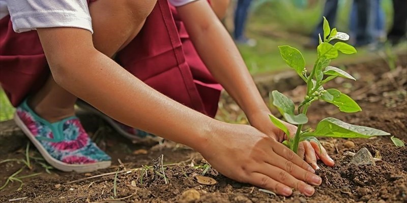 Piantare mille miliardi di alberi per salvare il pianeta