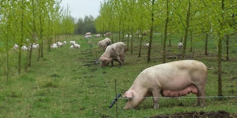 Nuove norme sul benessere animale