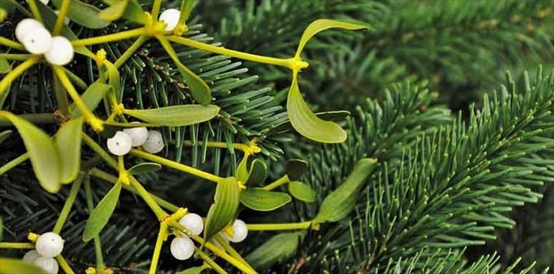 Curiosità tra le piante di Natale