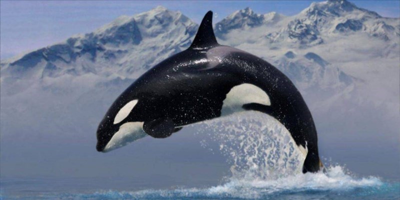 Islanda, le orche scappano via alla vista dei globicefali