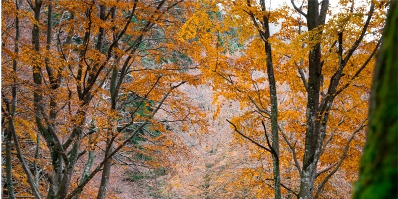 Parco Nazionale delle Foreste Casentinesi, Monte Falterona, Campigna
