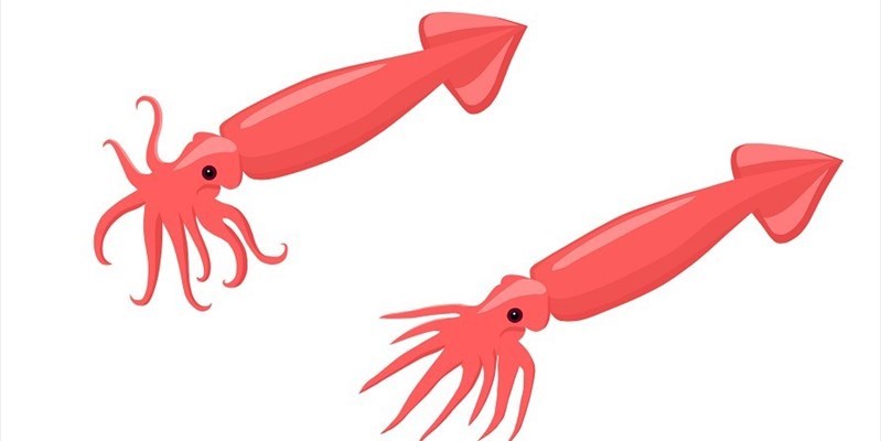 Calamari Interplanetari