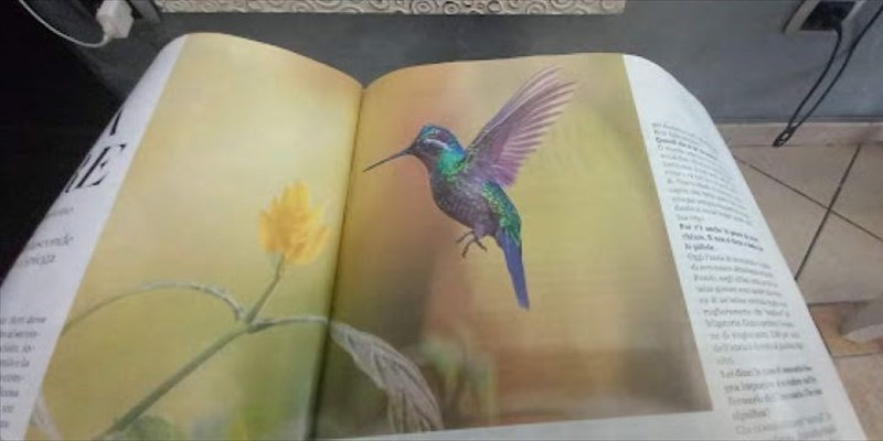 IL Colibrì, Il Guerriero del sole.
