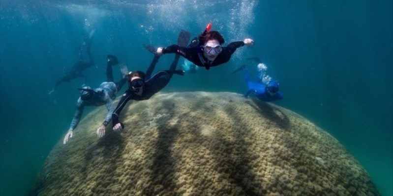 In Australia un corallo gigante