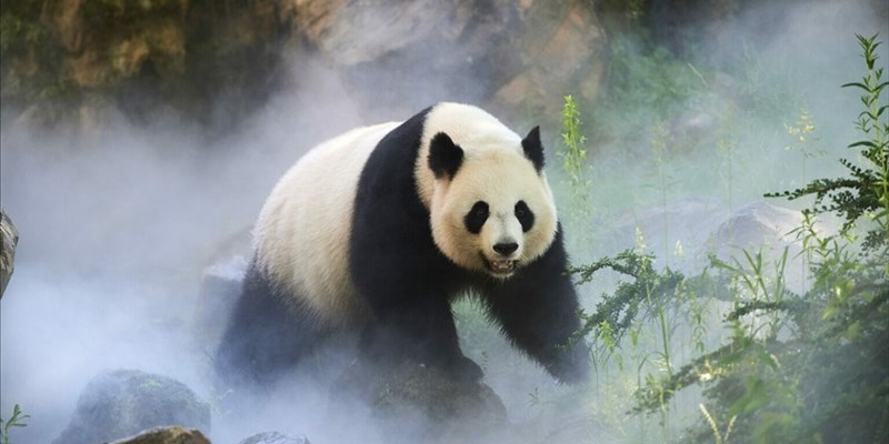 Mamma panda dà alla luce due gemelle