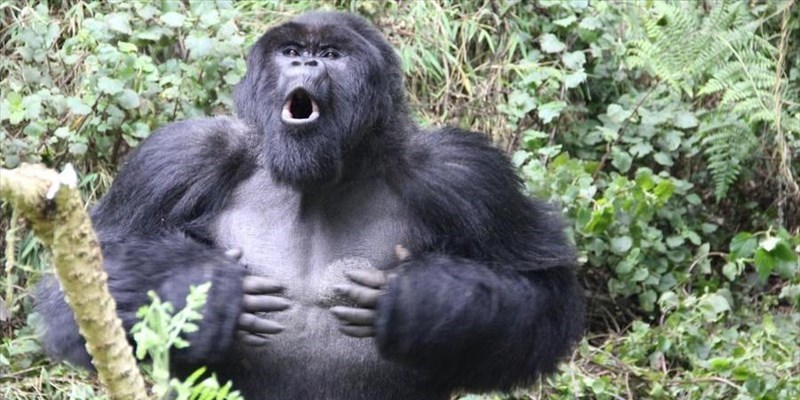 Anche i gorilla si ammalano di Covid