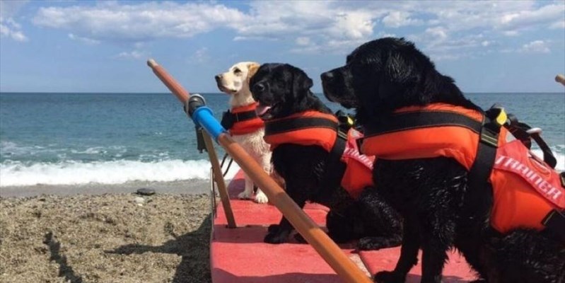 Cani bagnini: gli eroi di questa estate