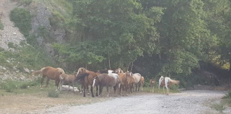 Anche i “Cuccioli di animali” vanno a scuola