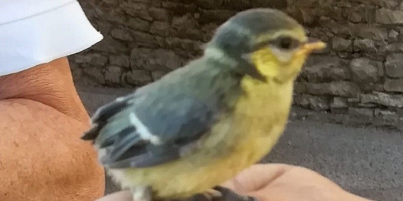 50 miliardi di uccelli, 9.700 specie