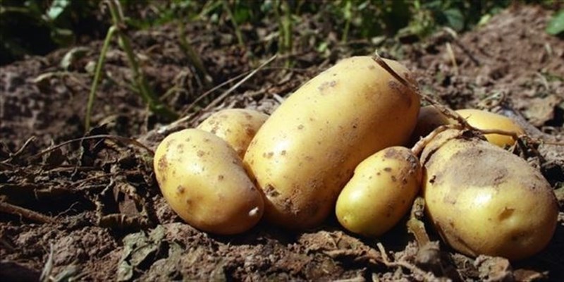 La plastica dalle patate sbarca a Expo Dubai