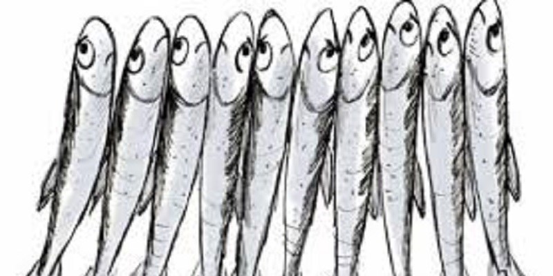 Chi sono le sardine e qual è il loro programma