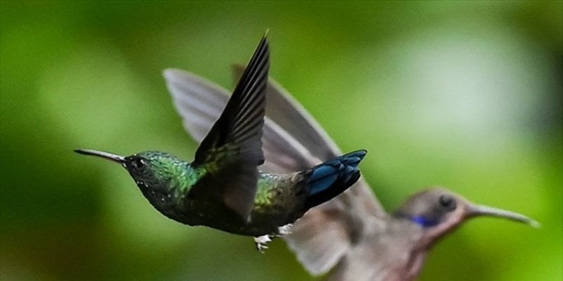 Gli uccelli cambiano corpo, sono più snelli ed hanno ali più lunghe