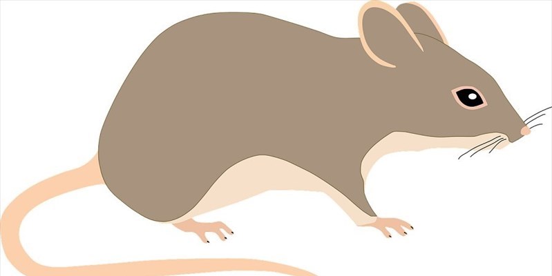 L’invasione dei topi sconvolge l’Australia