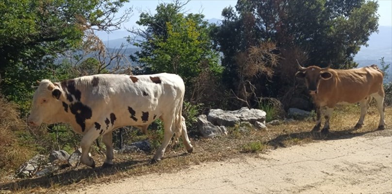 Il LATTE, una bevanda sana e naturale