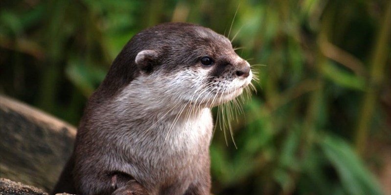 La lontra