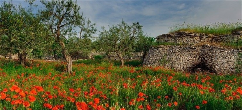 Il Parco dell’Alta Murgia candidato a Geoparco Mondiale Unesco