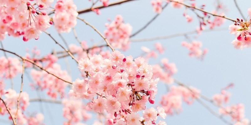 E’ Primavera?