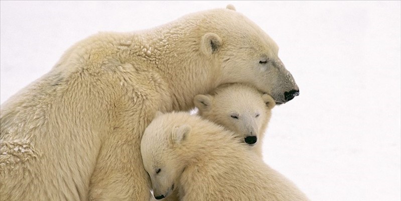 Il 27 febbraio Giornata mondiale dell’orso polare