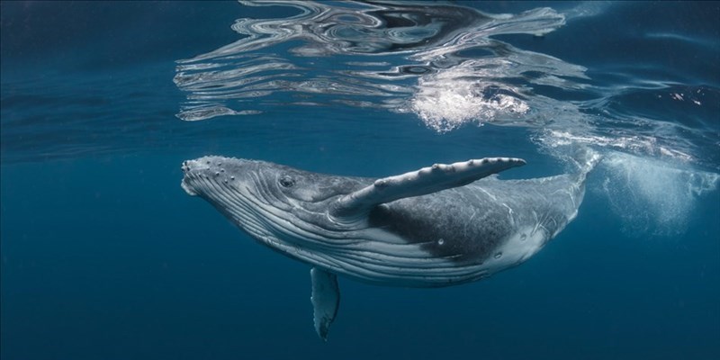 Spagna: le balenottere azzurre tornano dopo 40anni