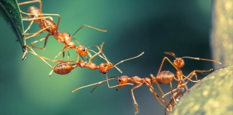 Il favoloso mondo delle formiche