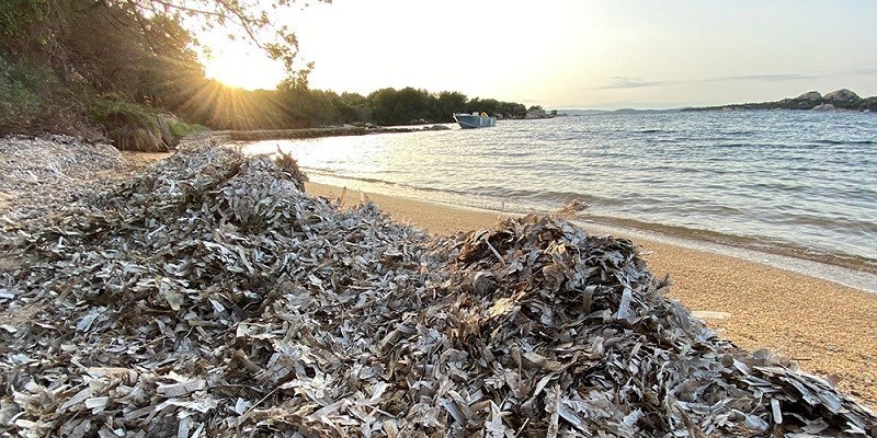 La Posidonia spiaggiata