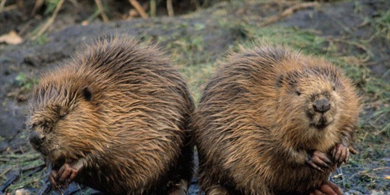 La tundra artica è invasa dai castori