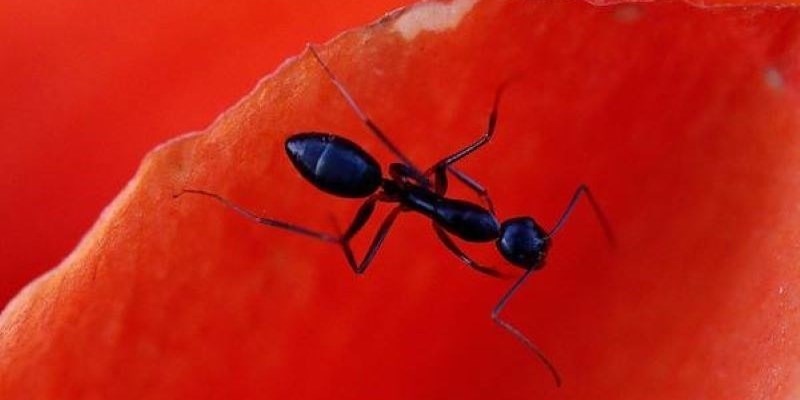 Anche le formiche usano gli occhiali da sole
