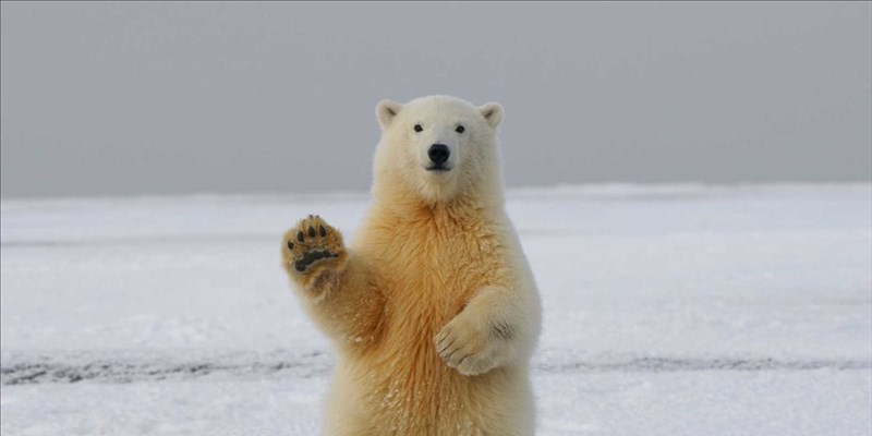 L’orso polare