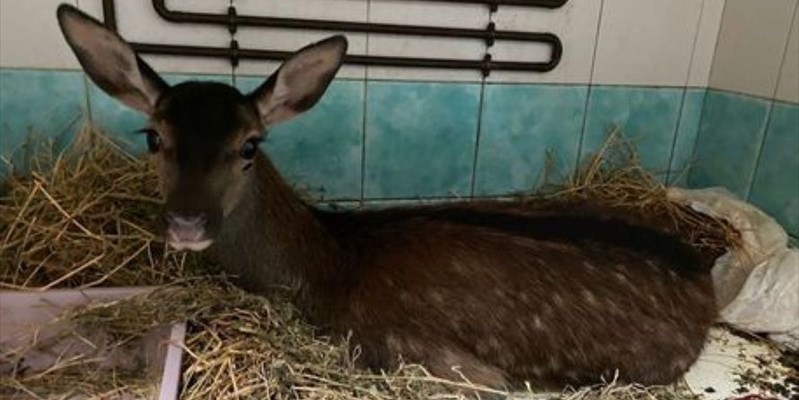 Lussurzesa, la cerbiatta sopravvissuta ai roghi in Sardegna