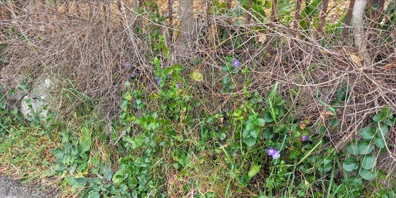 UN MONDO DI BIODIVERSITA’ DA DIFENDERE…
