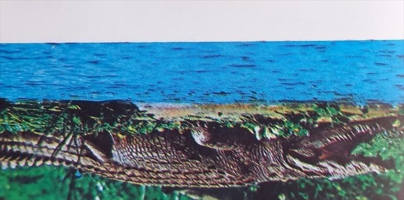 Il coccodrillo depone le uova senza fecondazione