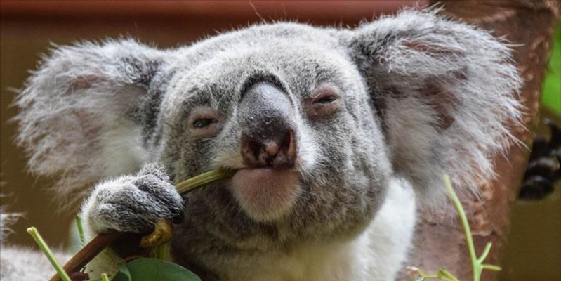 La popolazione di koala è diminuita del 30%