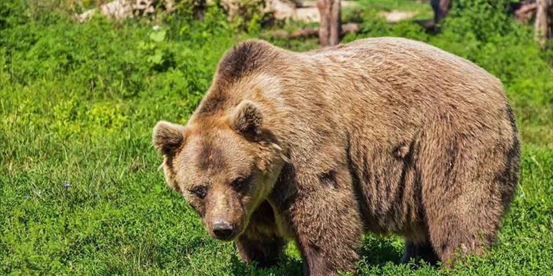L’orso Juan Carrito