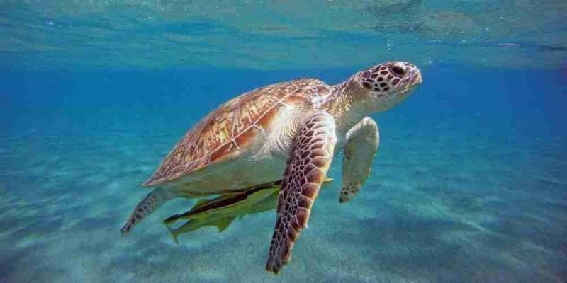 Caretta caretta