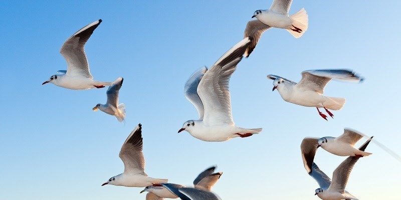 Proteggiamo gli uccelli contro il freddo