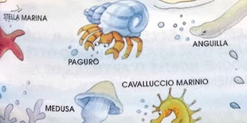 Affascinante è il mondo marino: le meduse, i polipi, i coralli…