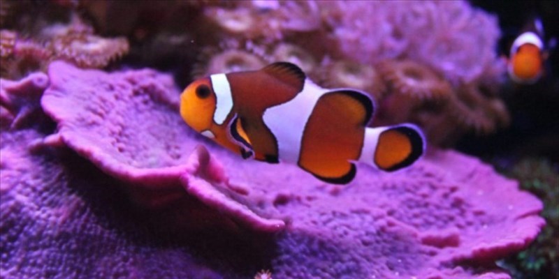 Il pesce pagliaccio rischia l’estinzione