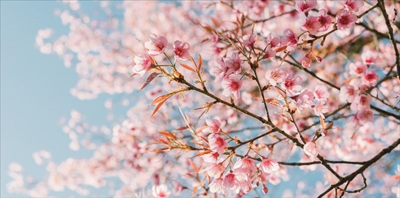 È Primavera