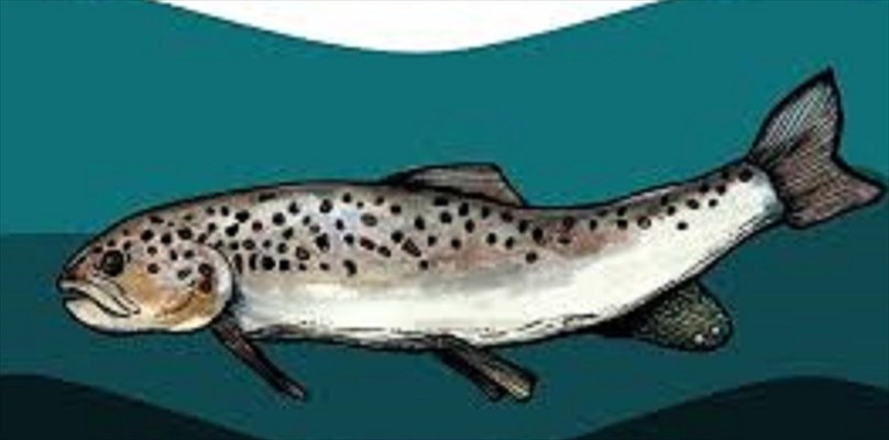 Nei Sibillini incubatoio per riproduzione trota mediterranea