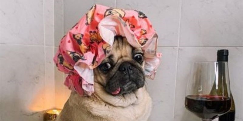 Professione: pet influencer