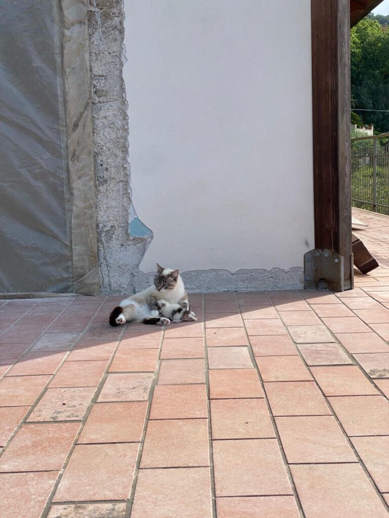 Gatto Matto