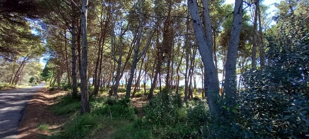Per tracciare un mondo ci vuole… un seme!