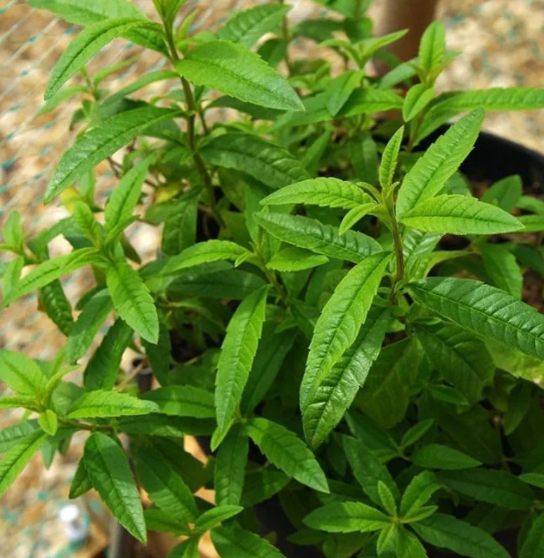 ALLA SCOPERTA DELLA LIMONCINA.