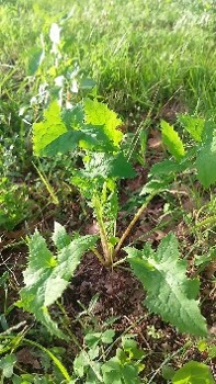 Sonchus: “Crespino” o “Sevone” per noi Cilentani